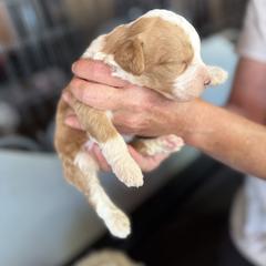 Bernedoodle, Double Doodle, and Saint Berdoodle Puppies from Remington Kennels, LLC