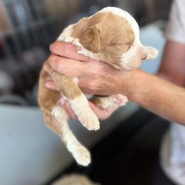 Bernedoodle, Double Doodle, and Saint Berdoodle Puppies from Remington Kennels, LLC