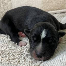 Jet - Agouti and white male Siberian Husky puppy in Union Grove, Alabama from Southern Siberian Life