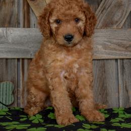 Male 1 - Red Collar - Apricot male Irish Doodle puppy in Macedon, New York from Toodles Goldendoodles