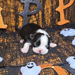 Classic Black and white boy - Black and white male Boston Terrier puppy in Corsicana, Texas from JT Bostons