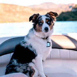 Diva - Toy Australian Shepherd