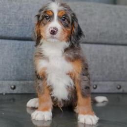 Remi - Merle male Bernedoodle puppy in Dundee, Ohio from Down Home Doodle