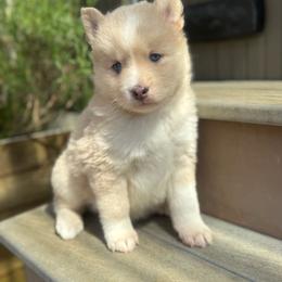 Sage - Merle male Pomsky puppy in Coos Bay, Oregon from Ocean View Pomskies