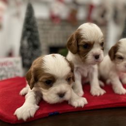 Cavalier King Charles Spaniel Puppies from Ridgefield Cavaliers