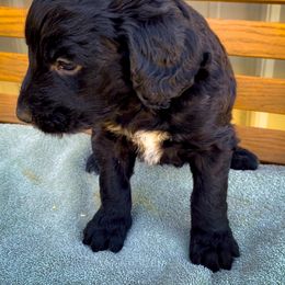Bernedoodle and Siberian Husky Puppies from Timberline Paws