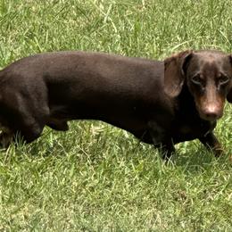 Bear - Dachshund