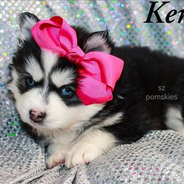 Kentenia - Black and white female Pomsky puppy in Mc Callsburg, Iowa from SZ Rolling Acres LLC