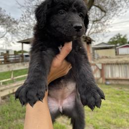 Poodle Puppies from Fluffy Doodle Farms