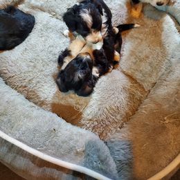 Aussiedoodle, Bernedoodle, and Poodle Puppies from Sis' Doodles & Poodles