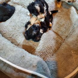 Aussiedoodle, Bernedoodle, and Poodle Puppies from Sis' Doodles & Poodles