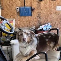 Aussiedoodle, Australian Shepherd, Poodle, Shihpoo, and Shih Tzu Puppies from Rockiń N Kennel