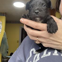 Boy 1 - Liver male Miniature Schnauzer puppy in Dunlap, Tennessee from Beards of Glory