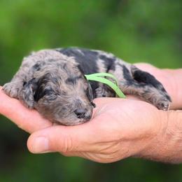 (Green Collar) Katmai - Merle male Goldendoodle puppy in Granite Falls, North Carolina from Carolina Goldendoodles