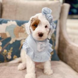 Coconut - Parti female Goldendoodle puppy in Sulphur, Louisiana from Curly Q’s Of Carlyss