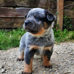 Australian Cattle Dog and Pembroke Welsh Corgi Puppies from Leatherman Quarter Horses