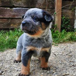 Australian Cattle Dog and Pembroke Welsh Corgi Puppies from Leatherman Quarter Horses