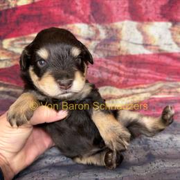 Max AKC 3,400 Phantom - Liver male Miniature Schnauzer puppy in Dayton, Texas from Von Baron Schnauzers
