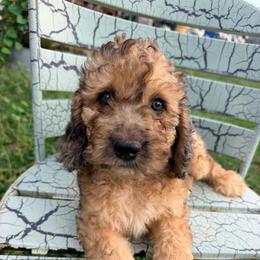 Gourd-y with training - Sable male Cockapoo puppy in Boonville, North Carolina from Doods & Dolls