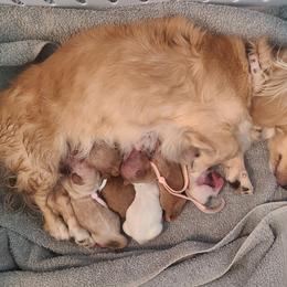 Dachshunds from Diamondback Doxie