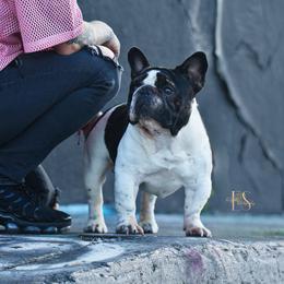 Bands - French Bulldog