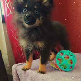 Black and Tan Male - Black and tan male Pomeranian puppy in Albany, Oregon from Purrs N Poms