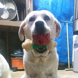 Labrador Retriever All Grown Up from Karen Powell