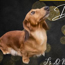 Delilah - Dachshund