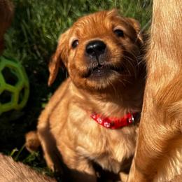 Miss Red - Dark golden female Golden Retriever puppy in Stratton, Colorado from Anam Cara Retrievers