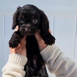 Emmett - Chocolate male Cavapoo puppy in Dothan, Alabama from Farquharson's Poodles&Doodles