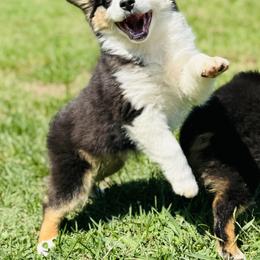 German Shepherd and Miniature American Shepherd Puppies from Bouchard’s Best Shepherds