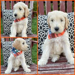 Goldendoodle Puppies from Puppy Paws Colorado