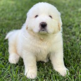 White Boy - White male Great Pyrenees puppy in Red Bluff, California from River's Bend Walnut Orchard