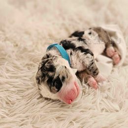 Bernedoodle Puppies from Daisy's Doodles