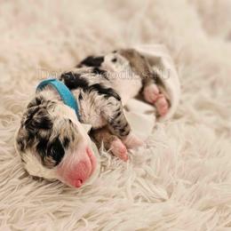 Bernedoodle Puppies from Daisy's Doodles