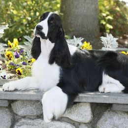 English Springer Spaniels and Labrador Retrievers from Buffie Gonzales