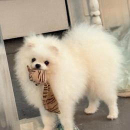Pomeranian puppies from Michelle Soave