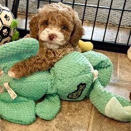 Girl 1 - Buff female Cockapoo puppy in Richmond, Kentucky from Ham’s Cockapoos
