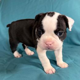 Tinsel - Black and white male Boston Terrier puppy in Kingsport, Tennessee from Dreamweaver Bostons