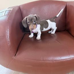 Purple Sweet Potato Pie - Piebald female Dachshund puppy in Bremen, Georgia from Jones Royal Kennels / Jones Miniature Dachshunds