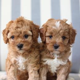 Milo - Red  male Goldendoodle puppy in Alamance County, North Carolina from Doodle Squad Puppies