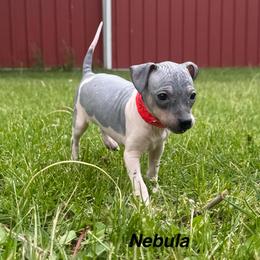Nebula - Black tan and white female American Hairless Terrier puppy in Buckingham, Illinois from Gaus Hof