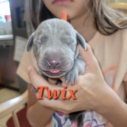 Twix - Blue male Weimaraner puppy in Kingwood, Texas from Desert Rose Weimaraners