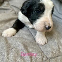 Bentley - Tri-color female Bernedoodle puppy in Urbandale, Iowa from Bernedoodlesbest