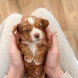 Cooper - Red and white male Cockapoo puppy in Denver, Pennsylvania from Greenview Puppies