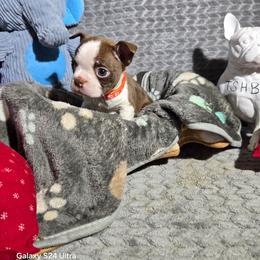 Carl - Red male Boston Terrier puppy in Millers Creek, North Carolina from Tumbling Shoals Hilltop Bostons