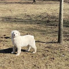 Female 1 (Ava) - Colorado Mountain Dog puppy in Springfield, Ohio from Mill Iron Farms