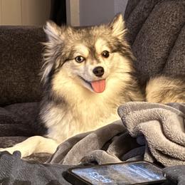 Mila - Pomsky