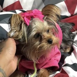 Milli - Yorkshire Terrier