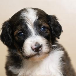 Veuve - Sable female Bernedoodle puppy in Youngstown, Florida from Wonderland’s Boujie Kennels
